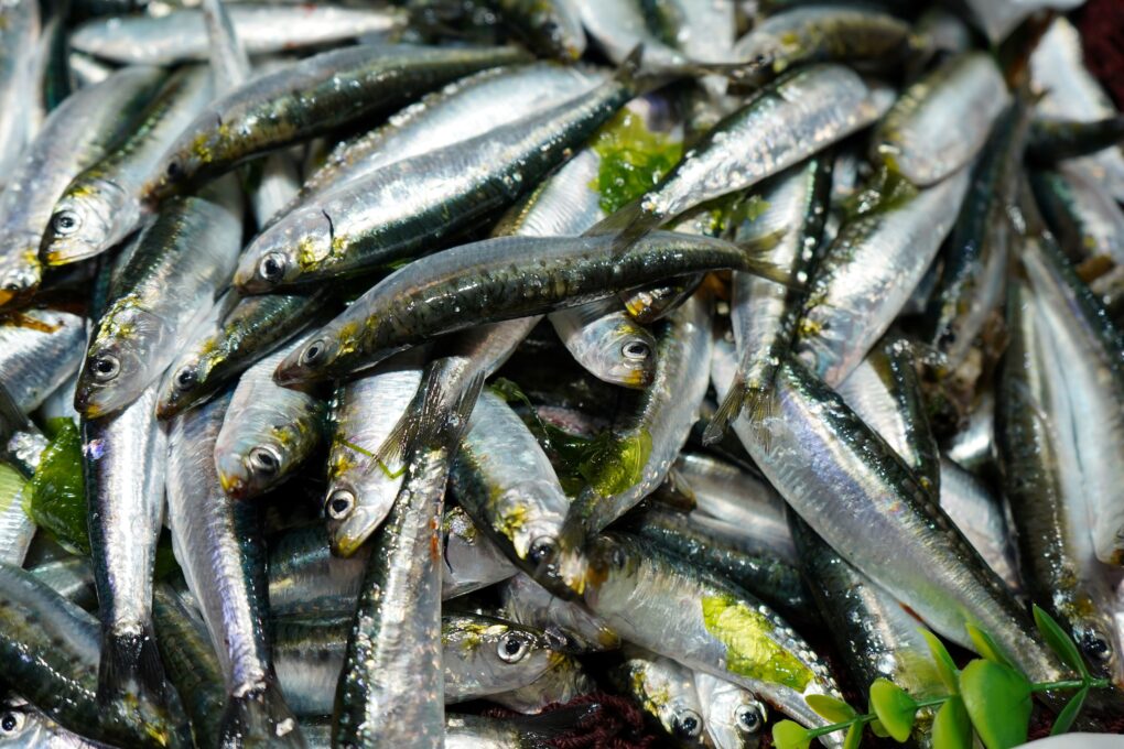 España y Portugal logran el Sello Azul MSC para la pesca de sardina en el Atlántico