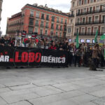 PACMA logra que el Defensor del Pueblo recurra al Constitucional la desprotección del lobo ibérico