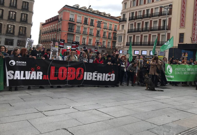 PACMA logra que el Defensor del Pueblo recurra al Constitucional la desprotección del lobo ibérico