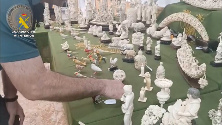 Intervenidas 127 piezas de marfil ilegal en Valencia procedente de elefantes africanos y asiáticos