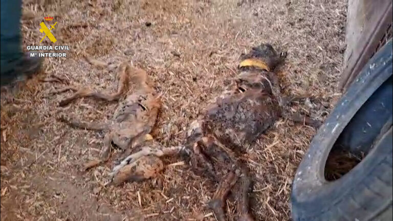 Investigan al propietario de una finca en Badajoz por la muerte de 32 perros por abandono