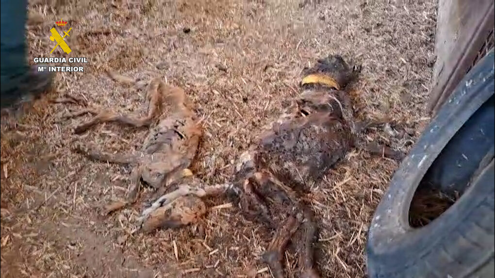 Investigan al propietario de una finca en Badajoz por la muerte de 32 perros por abandono