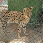Intervienen en Castellón un zoo privado con 150 animales protegidos y especies únicas