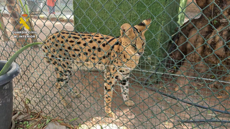 Intervienen en Castellón un zoo privado con 150 animales protegidos y especies únicas