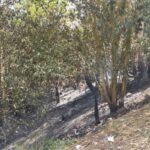 La Guardia Civil de Pontevedra arresta a un vecino de Poio como presunto autor de un incendio