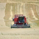 El Ministerio de Agricultura ha aprobado un pago adicional de 100 millones de euros para complementar la ayuda básica a la renta, alcanzando el 96,5 % de ejecución del presupuesto de la PAC 2024. El Ministerio de Agricultura, Pesca y Alimentación, a través del Fondo Español de Garantía Agraria (FEGA), ha autorizado el pago adicional de 100 millones de euros en concepto de ayuda básica a la renta para la sostenibilidad (ABRS), dentro del marco de la campaña de la Política Agraria Común (PAC) 2024. Esta medida tiene como objetivo optimizar el uso de los fondos del Fondo Europeo Agrícola de Garantía (FEAGA), de acuerdo con la normativa comunitaria y nacional. Se estima que este pago adicional supondrá un incremento de más del 5 % respecto a los importes ya percibidos por los beneficiarios de la ABRS. A fecha 20 de julio de 2025, los agricultores y ganaderos españoles han recibido 4.709,5 millones de euros en ayudas directas, lo que representa el 96,5 % del presupuesto total asignado, cifrado en 4.882 millones de euros. Los pagos comenzaron el 16 de octubre de 2024 y deben completarse antes del 15 de octubre de 2025, cuando finaliza el ejercicio financiero del FEAGA. Las comunidades autónomas continuarán en los próximos meses con el abono de expedientes pendientes por controles o comprobaciones. Además, podrán efectuar este nuevo pago adicional aprobado por el Ministerio. Según los datos remitidos por las comunidades autónomas, se ha detectado un remanente de 100 millones de euros en ayudas directas no ejecutadas, que será redistribuido aplicando un coeficiente de incremento lineal sobre las cantidades ya abonadas. Aunque inicialmente se calculó un 1 %, tras cerrar los datos se ha fijado el porcentaje definitivo en algo más del 5 %. Esta actuación refleja el compromiso del Ministerio con la gestión eficiente de los recursos europeos, garantizando que los agricultores y ganaderos españoles reciban la totalidad de la financiación comunitaria que les corresponde.