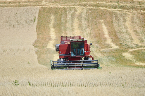 El Ministerio de Agricultura ha aprobado un pago adicional de 100 millones de euros para complementar la ayuda básica a la renta, alcanzando el 96,5 % de ejecución del presupuesto de la PAC 2024. El Ministerio de Agricultura, Pesca y Alimentación, a través del Fondo Español de Garantía Agraria (FEGA), ha autorizado el pago adicional de 100 millones de euros en concepto de ayuda básica a la renta para la sostenibilidad (ABRS), dentro del marco de la campaña de la Política Agraria Común (PAC) 2024. Esta medida tiene como objetivo optimizar el uso de los fondos del Fondo Europeo Agrícola de Garantía (FEAGA), de acuerdo con la normativa comunitaria y nacional. Se estima que este pago adicional supondrá un incremento de más del 5 % respecto a los importes ya percibidos por los beneficiarios de la ABRS. A fecha 20 de julio de 2025, los agricultores y ganaderos españoles han recibido 4.709,5 millones de euros en ayudas directas, lo que representa el 96,5 % del presupuesto total asignado, cifrado en 4.882 millones de euros. Los pagos comenzaron el 16 de octubre de 2024 y deben completarse antes del 15 de octubre de 2025, cuando finaliza el ejercicio financiero del FEAGA. Las comunidades autónomas continuarán en los próximos meses con el abono de expedientes pendientes por controles o comprobaciones. Además, podrán efectuar este nuevo pago adicional aprobado por el Ministerio. Según los datos remitidos por las comunidades autónomas, se ha detectado un remanente de 100 millones de euros en ayudas directas no ejecutadas, que será redistribuido aplicando un coeficiente de incremento lineal sobre las cantidades ya abonadas. Aunque inicialmente se calculó un 1 %, tras cerrar los datos se ha fijado el porcentaje definitivo en algo más del 5 %. Esta actuación refleja el compromiso del Ministerio con la gestión eficiente de los recursos europeos, garantizando que los agricultores y ganaderos españoles reciban la totalidad de la financiación comunitaria que les corresponde.
