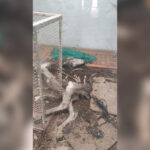 Dos investigados en Granada por presunto maltrato animal a perros y caballos