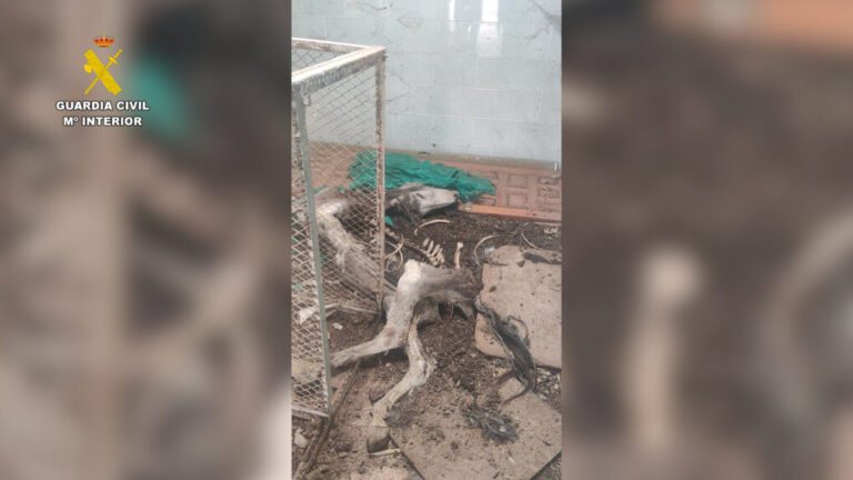 Dos investigados en Granada por presunto maltrato animal a perros y caballos