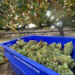 Bodega Santiago Ruiz arranca la vendimia 2025 en Rías Baixas con nuevo enólogo