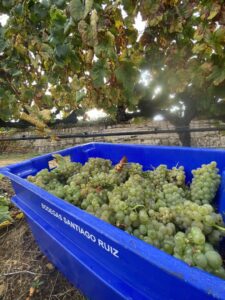 Bodega Santiago Ruiz arranca la vendimia 2025 en Rías Baixas con nuevo enólogo