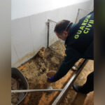 Desmantelado un criadero clandestino en A Coruña con más de 400 animales entre muertos y maltratados