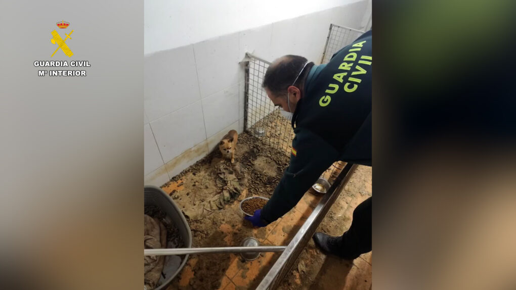 Desmantelado un criadero clandestino en A Coruña con más de 400 animales entre muertos y maltratados