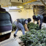 Golpe histórico al narcotráfico: 35 detenidos y casi una tonelada de marihuana incautada en Granada, Málaga y Valencia