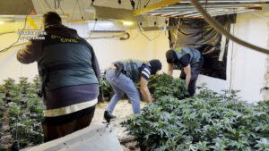 Golpe histórico al narcotráfico: 35 detenidos y casi una tonelada de marihuana incautada en Granada, Málaga y Valencia