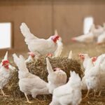 El confinamiento aviar se extiende a todas las granjas españolas para frenar el avance del virus