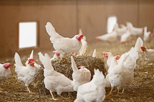 El confinamiento aviar se extiende a todas las granjas españolas para frenar el avance del virus