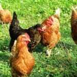 Influenza aviar: confinamiento obligatorio de aves en 1.199 municipios de España