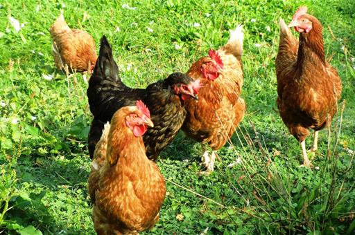 Influenza aviar: confinamiento obligatorio de aves en 1.199 municipios de España