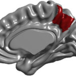 La base cerebral de la conciencia y la memoria se forma antes de los tres años y se altera en el alzhéimer