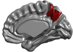 La base cerebral de la conciencia y la memoria se forma antes de los tres años y se altera en el alzhéimer