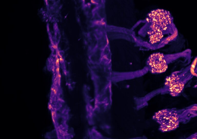 Nuevo hallazgo científico explica cómo el cuerpo diferencia el frío externo del interno