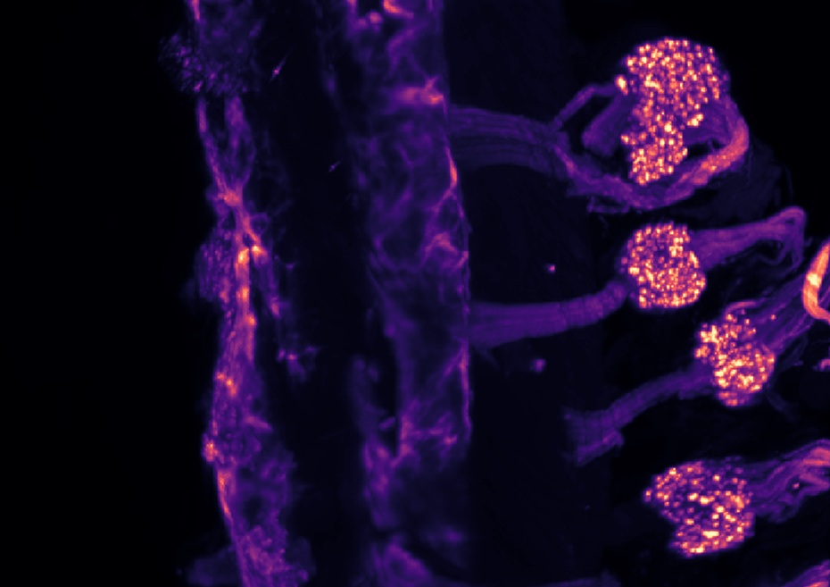Nuevo hallazgo científico explica cómo el cuerpo diferencia el frío externo del interno