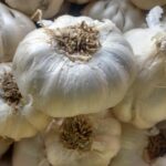 Un estudio del CSIC revela cómo los compuestos del ajo retrasan el envejecimiento y mejoran la calidad de vida