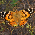 La ciencia descubre por qué las mariposas no cruzan el ecuador y migran en sentidos opuestos