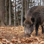 Nuevos positivos en jabalíes reactivan la alarma por peste porcina africana en el primer foco detectado en España
