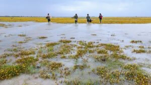 Doñana gana biodiversidad gracias a las lluvias, pero alerta sobre un deterioro a largo plazo