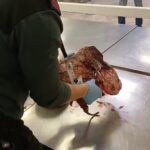 Descubren 40 kilos de pangolines ocultos en un equipaje procedente de Etiopía