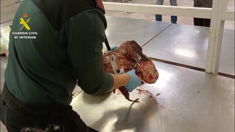 Descubren 40 kilos de pangolines ocultos en un equipaje procedente de Etiopía