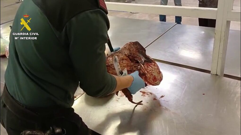 Descubren 40 kilos de pangolines ocultos en un equipaje procedente de Etiopía