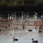 El Delta del Ebro, en el punto de mira: el CSIC investiga cómo los contaminantes agrícolas afectan a su fauna