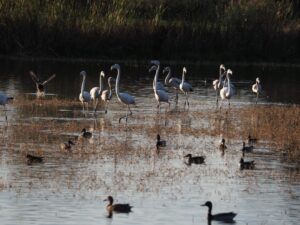 El Delta del Ebro, en el punto de mira: el CSIC investiga cómo los contaminantes agrícolas afectan a su fauna