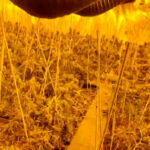 Cae una organización criminal dedicada al cultivo masivo de marihuana y al contrabando de tabaco