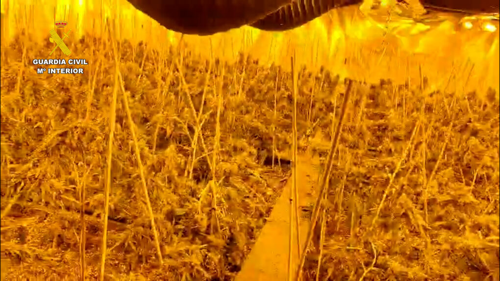 Cae una organización criminal dedicada al cultivo masivo de marihuana y al contrabando de tabaco