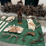 Golpe al tráfico ilegal de especies: incautadas en Cádiz piezas de fauna protegida transportadas en una furgoneta