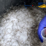 Golpe al tráfico de angulas: 10 detenidos y más de 400 kilos intervenidos