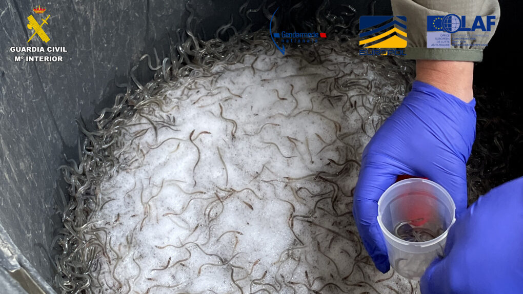 Golpe al tráfico de angulas: 10 detenidos y más de 400 kilos intervenidos