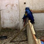 Intervenida una colección ilegal de aves en Cádiz: más de 500 ejemplares y 70 congelados