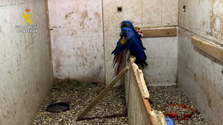 Intervenida una colección ilegal de aves en Cádiz: más de 500 ejemplares y 70 congelados