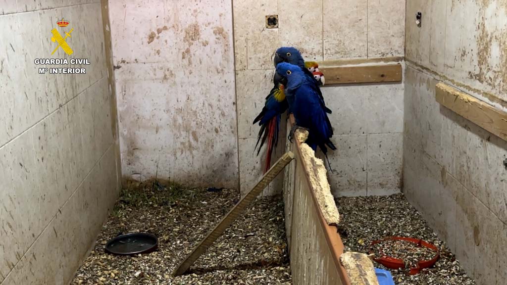 Intervenida una colección ilegal de aves en Cádiz: más de 500 ejemplares y 70 congelados
