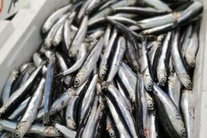 Anchoa 2026: la flota del Cantábrico inicia temporada con récord de cuota y acuerdos internacionales