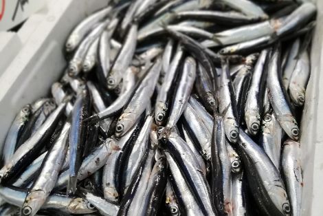 Anchoa 2026: la flota del Cantábrico inicia temporada con récord de cuota y acuerdos internacionales