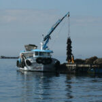 Galicia, tercer productor mundial de mejillón, redefine su futuro con un análisis clave sobre capacidad de carga