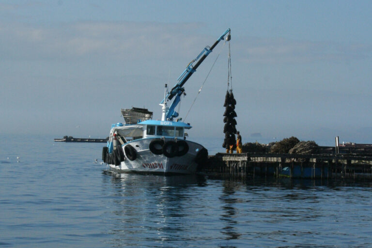 Galicia, tercer productor mundial de mejillón, redefine su futuro con un análisis clave sobre capacidad de carga