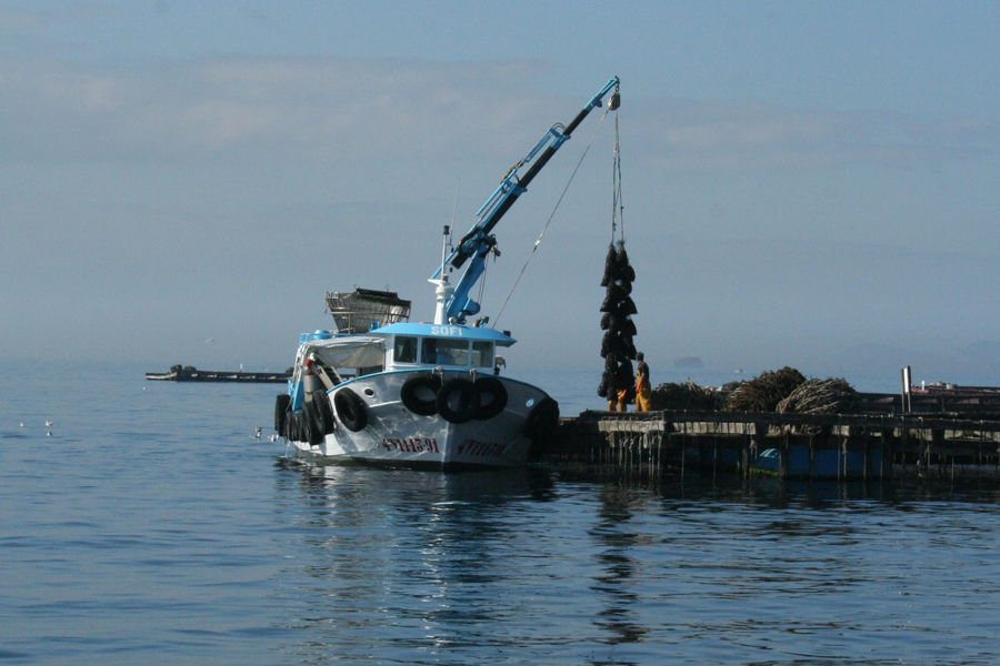 Galicia, tercer productor mundial de mejillón, redefine su futuro con un análisis clave sobre capacidad de carga