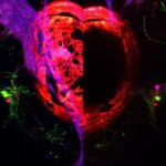 El cerebro tiene un botón oculto para dormir: lo descubren en peces cebra y abre la puerta a nuevos tratamientos